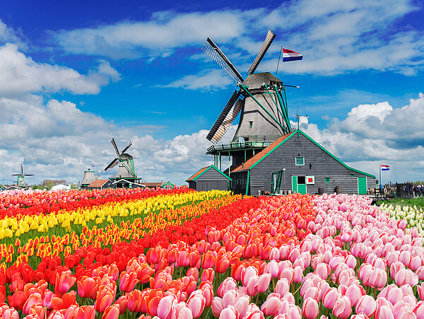 Tulpenblüte in Holland Windmuehle im Hintergrund