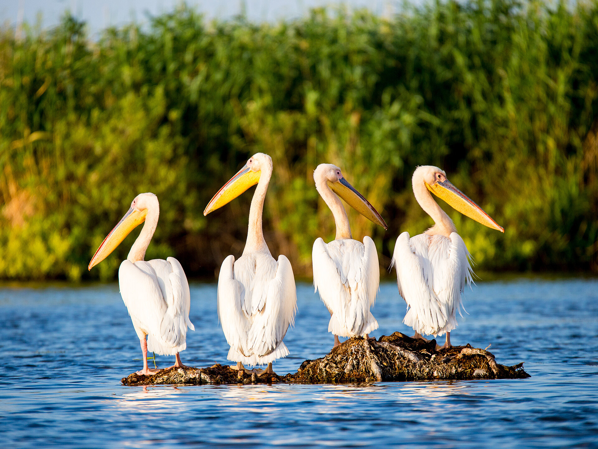 Sulina - Pelikane sind die Könige des Donaudeltas