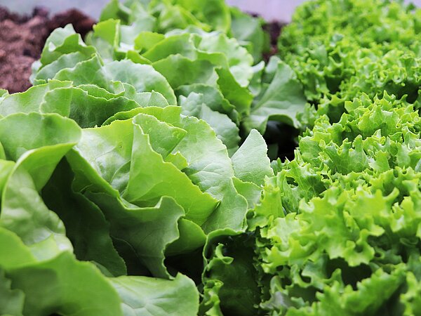 grüner Salat